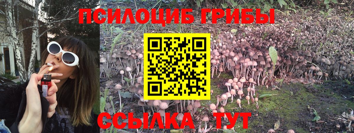 Избербаш  Галлюциногенные грибы Psilocybe  Вход с VPN 